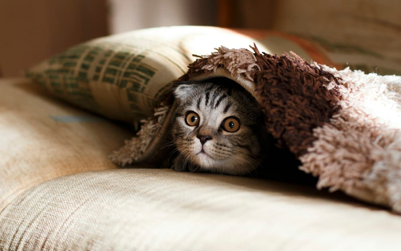 Cat relaxing at home