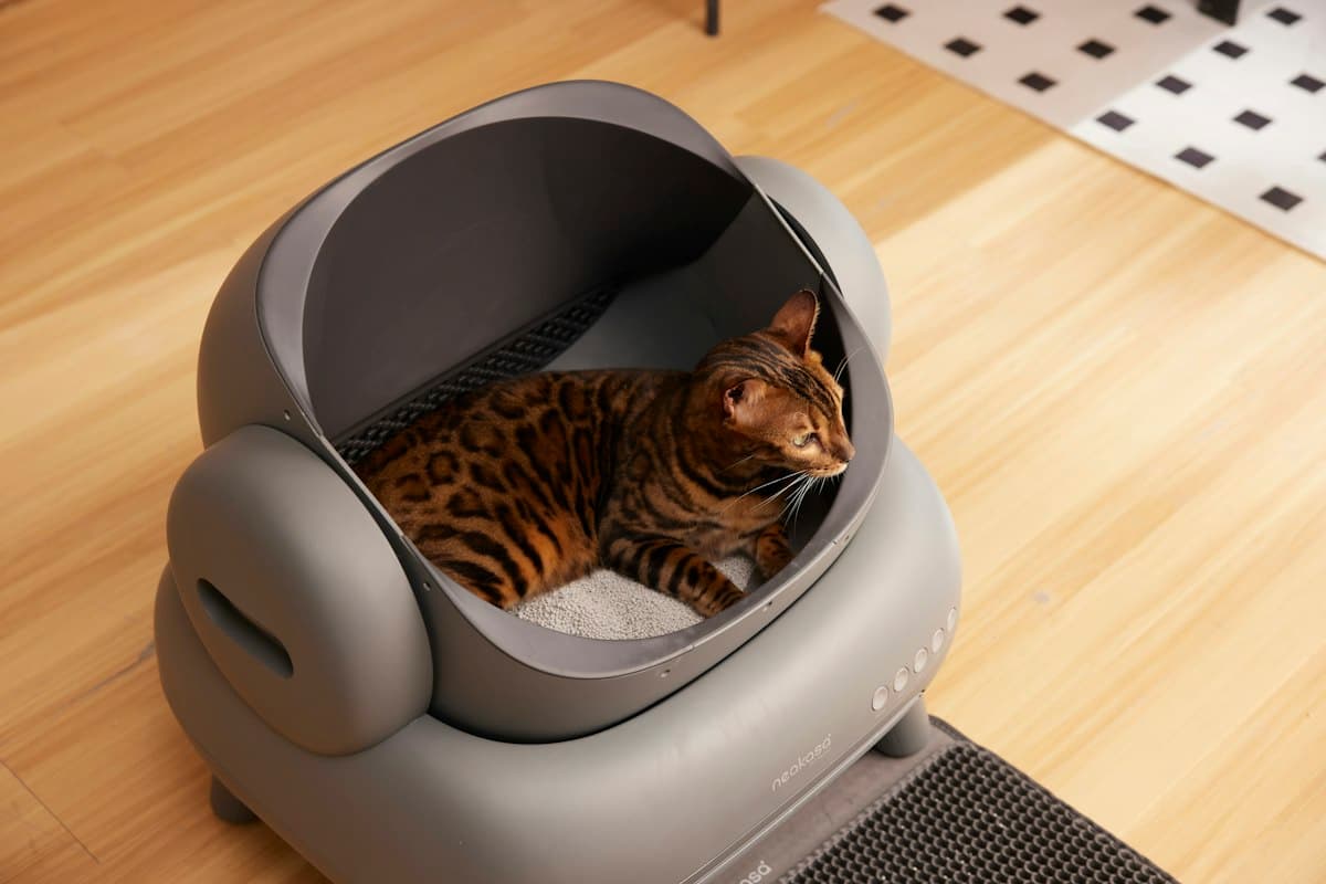 Litter Boxes