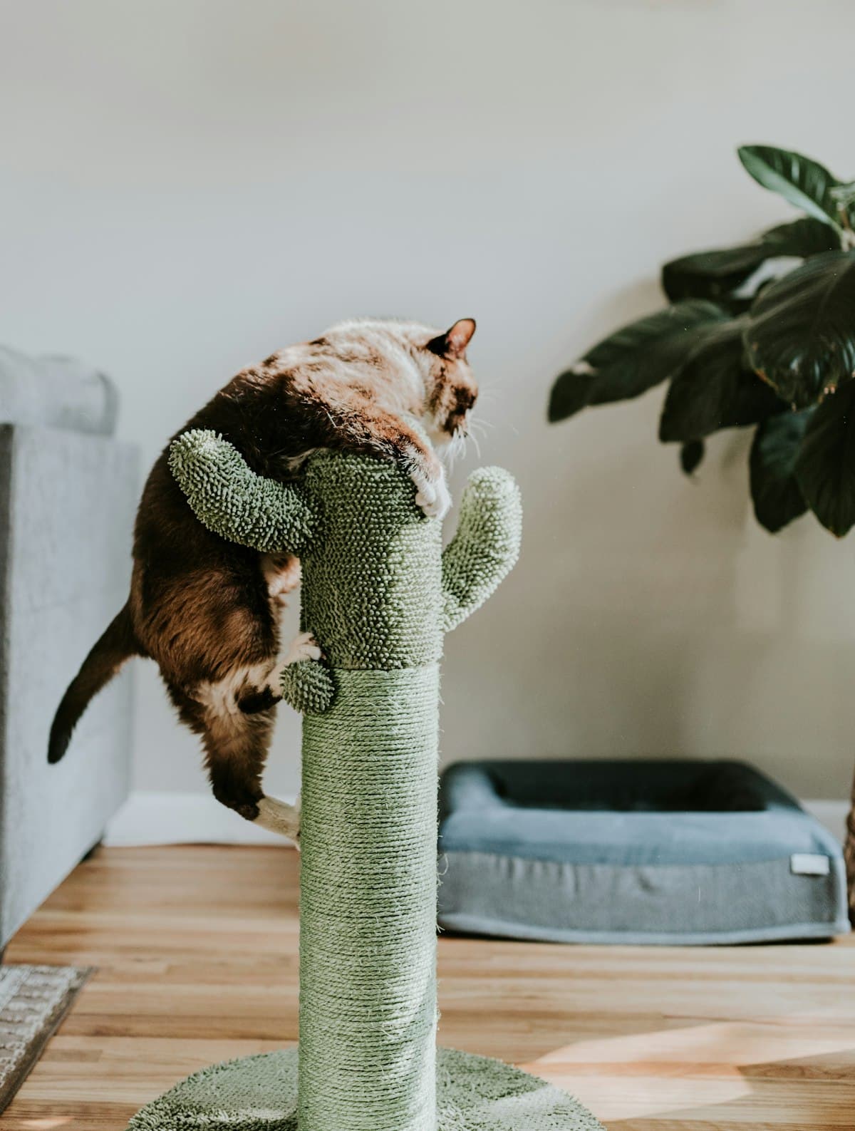 Cat Trees & Furniture