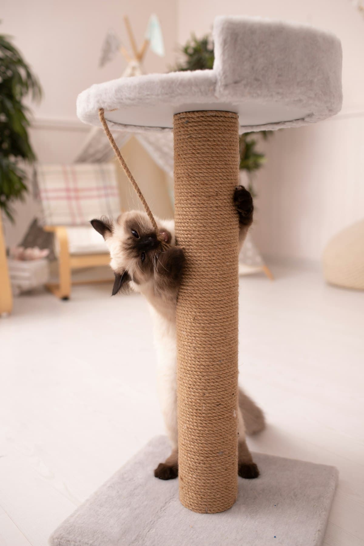 Scratching Posts
